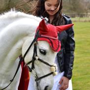 Welsh Pony (sec B) Kongsgodsgårds Bugsy Malone (solgt)