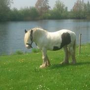 Irish Cob Disney