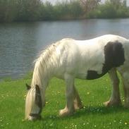 Irish Cob Disney