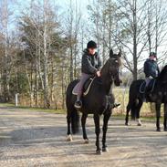 Oldenborg Futti af Aalborgdal