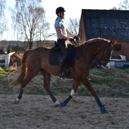 Hannoveraner Ripasso