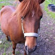 Anden særlig race Rose 