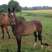 Anden særlig race Elina
