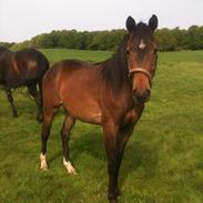 Anden særlig race Elina