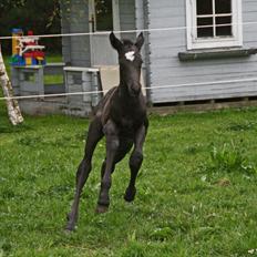 Trakehner Japix Pride K3