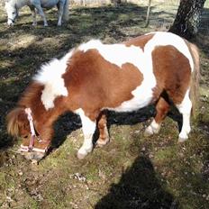 Shetlænder Molly