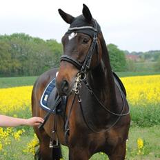 Dansk Varmblod Ducati ( SOLGT )