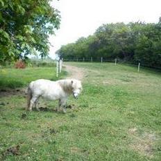Miniature Casie