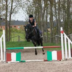 Anden særlig race Timon