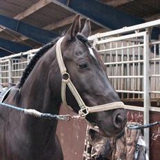 Anden særlig race Timon