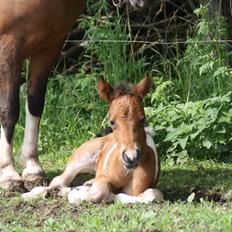 Anden særlig race Miss Casia
