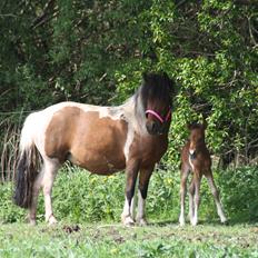 Anden særlig race Miss Casia