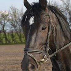 Anden særlig race Timon