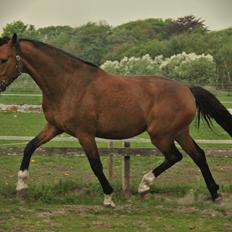 Dansk Varmblod • Charming-Boy •