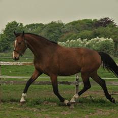 Dansk Varmblod • Charming-Boy •
