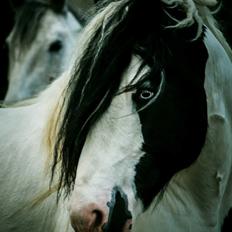 Irish Cob Blue Floridor