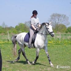 Pura Raza Española Habanero tidligere lånehest 