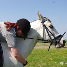 Pura Raza Española Habanero tidligere lånehest 