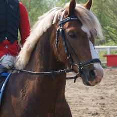 Welsh Pony (sec B) • TOTAL SURPRISE AA •