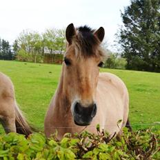 Fjordhest Nelly <3