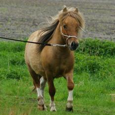 Shetlænder Aladdin af Bjørholm