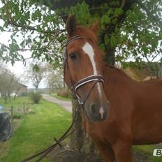 Dansk Varmblod Zarthur