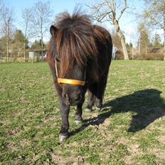 Shetlænder Ponyo fra Harekærgaard