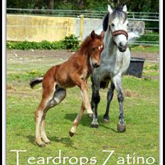 DSP Teardrops Zatino <3