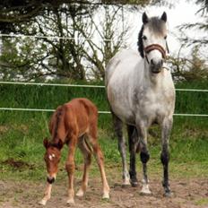 DSP Teardrops Zatino <3