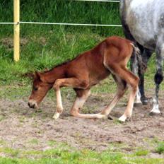 DSP Teardrops Zatino <3