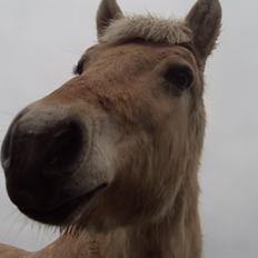 Fjordhest Flicka