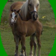 Haflinger Donna