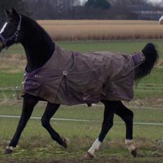 Dansk Varmblod Vestergaards Kamira