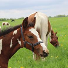 Pinto Kilgast's Bacardi