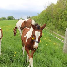 Pinto Kilgast's Bacardi