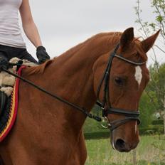 Dansk Varmblod Madame Bally