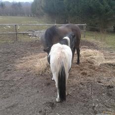 Anden særlig race Beauty