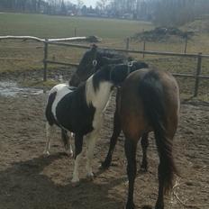 Anden særlig race Beauty