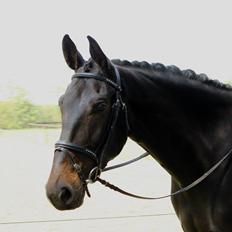 Anden særlig race Krogagers Unnie