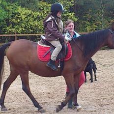 Anden særlig race Lady