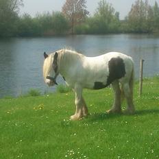 Irish Cob Disney R.I.P. 2021