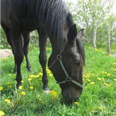 Traver Speedy Brassebjerg