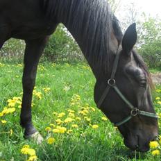 Traver Speedy Brassebjerg