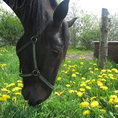 Traver Speedy Brassebjerg