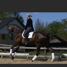 Anden særlig race Gentleman