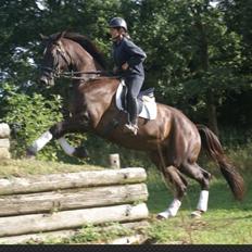 Anden særlig race Gentleman