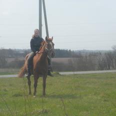 Dansk Varmblod Zarthur