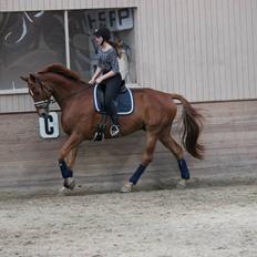 Tysk Oldenburger Rosenwelt