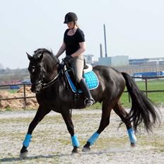 Pura Raza Española Arando - RIP