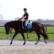 Pura Raza Española Arando - RIP